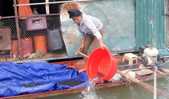 Sơn La: Thả bổ sung hơn 200.000 cá giống tại huyện Mường La