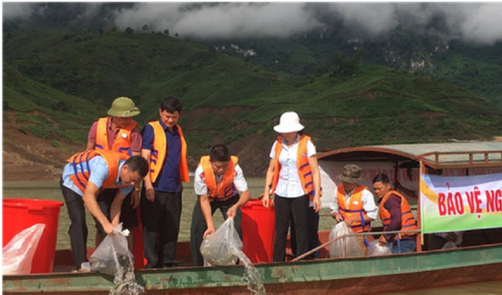 Tiếp tục thả hơn 100.000 con cá giống xuống lòng hồ thủy điện Sơn La