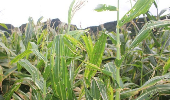 Điện Biên: Sâu keo mùa thu gây hại 252ha cây trồng vụ mùa 