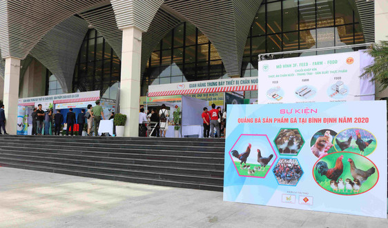 Quảng bá, giới thiệu sản phẩm gà tại Bình Định năm 2020