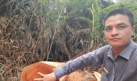 Tiếp bài "Đình Lập – Lạng Sơn: Rừng Lim tự nhiên đang bị “khai tử”: Liệu có hòa cả làng?