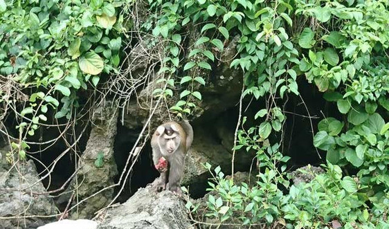 Quảng Ninh: Thả 29 cá thể khỉ, rắn hổ mang về môi trường tự nhiên