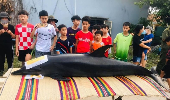 Ngư dân Quảng Nam an táng cho cá Ông dài gần 2m