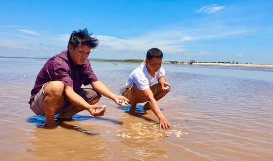 Ninh Bình: Người dân nuôi ngao lao đao vì dịch Covid-19