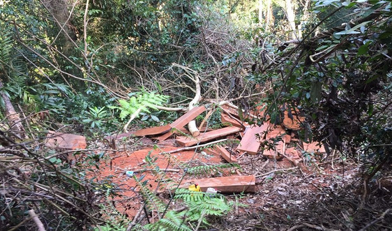 Quảng Bình: Chấn chỉnh và xử lý nghiêm vụ việc khai thác rừng trái phép trong Lâm trường Trường Sơn