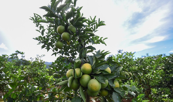 Vườn cam xanh mướt sẵn sàng vào nhà máy chế biến hoa quả tươi ở Sơn La