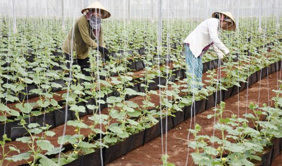 Bà Rịa - Vũng Tàu: Hơn 4.000ha đất sạch cho phát triển nông nghiệp công nghệ cao