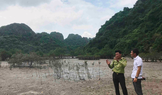 Quảng Ninh: Nâng cao hiệu quả việc bảo tồn thiên nhiên và đa dạng sinh học biển đảo