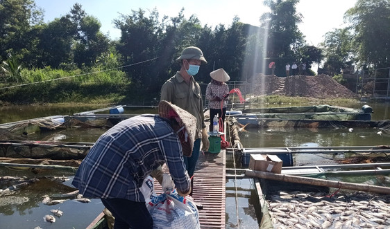 Điện Biên: Xác định nguyên nhân ban đầu vụ cá chết tại hồ Hồng Khếnh