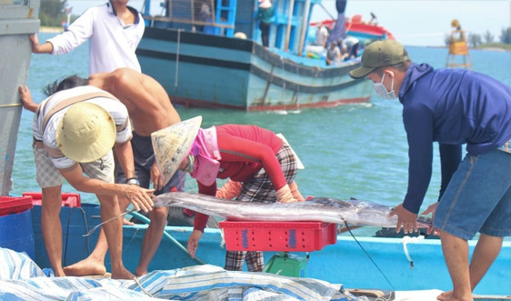 Quảng Nam: Gian nan “cuộc chiến” bảo vệ môi trường sinh thái biển
