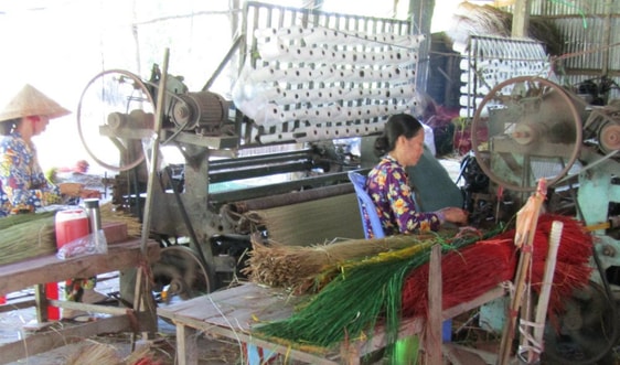 Nghĩ về nguồn tài nguyên cây lác ở Vũng Liêm
