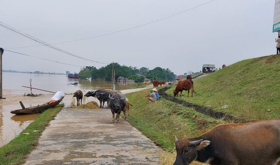 Nghệ An: Thiệt hại do mưa lũ tiếp tục tăng