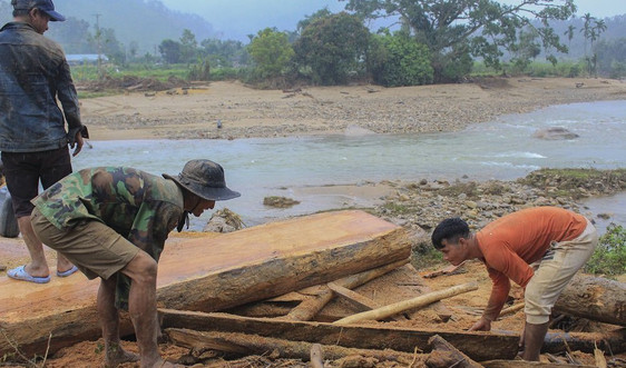 Hàng trăm khối gỗ khai thác trái phép theo lũ đổ về vây kín chân cầu ở Quảng Ngãi