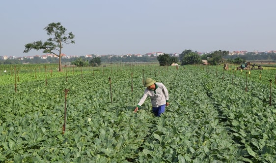 Khởi sắc xây dựng nông thôn mới trên vùng đất Mê Linh