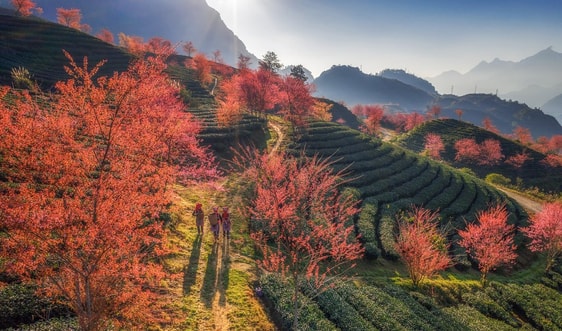 Lên Sapa ngắm Mai anh đào trên Đồi chè Ô Long 