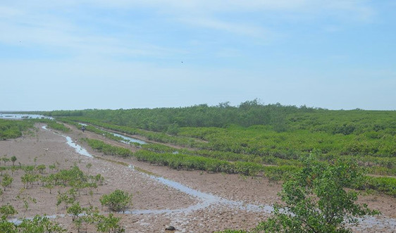 Khu bảo tồn đất ngập nước Thái Thụy - Thái Bình: Khơi nguồn giá trị