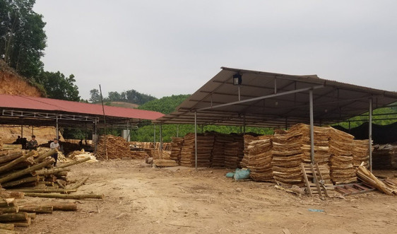  Võ Nhai (Thái Nguyên): Tai nạn lao động tại Xưởng bóc gỗ Trang Thuật