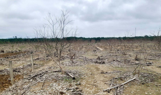 Thừa Thiên Huế: Thiếu nguồn giống sản xuất sau mưa lũ