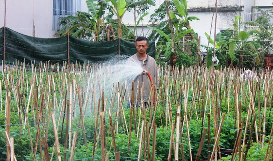Đà Nẵng: Sau bão lũ, người trồng hoa “tất bật” 