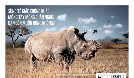 Phải thay đổi niềm tin lạc hậu về sừng tê giác!