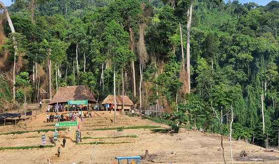 Quảng Nam sẽ đánh sập các hầm vàng trong vườn quốc gia Sông Thanh