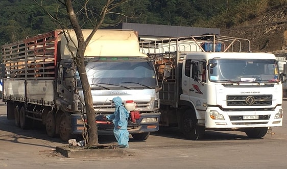 Quảng Bình: Tăng cường kiểm soát, ngăn chặn hoạt động vận chuyển trái phép lợn, sản phẩm từ lợn qua biên giới 