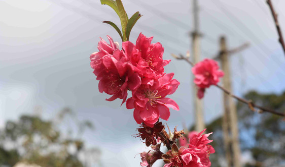 Bình Định: Hoa anh đào rực rỡ đón xuân giữa núi rừng Vĩnh Sơn