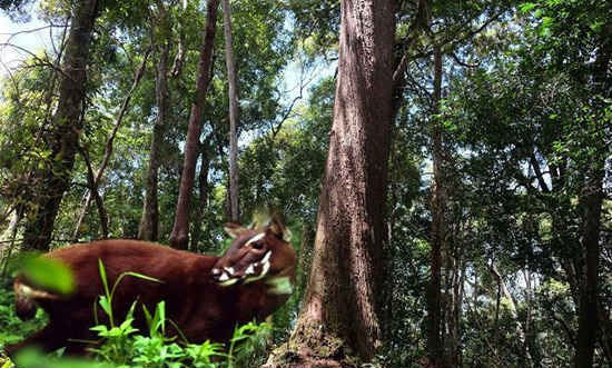 Quảng Nam: Quản lý bền vững gần 16 ngàn ha rừng để bảo tồn Sao la 