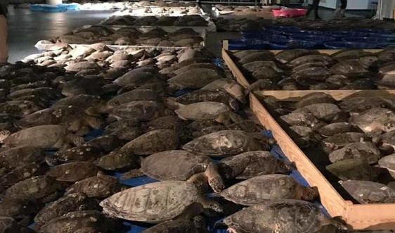 Mỹ giải cứu hơn 4.000 con rùa biển trong thời tiết giá lạnh