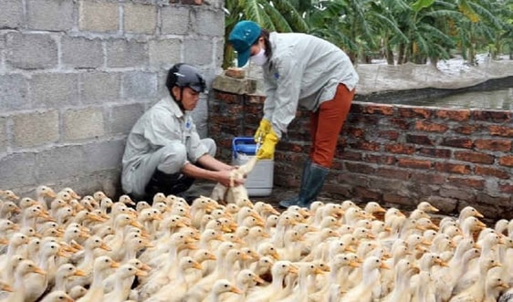 Nghệ An: Ra công điện khẩn phòng chống dịch Cúm gia cầm