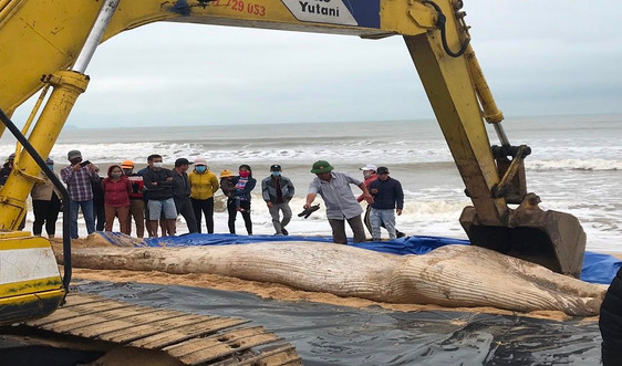 Phát hiện xác cá voi dạt vào bờ biển Quảng Bình