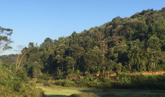 Điện Biên: Chi trả tiền dịch vụ môi trường rừng thông qua tài khoản ngân hàng