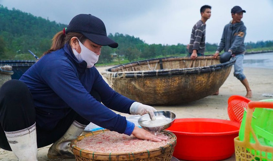 Đà Nẵng: Ngư dân trúng đậm mùa ruốc biển