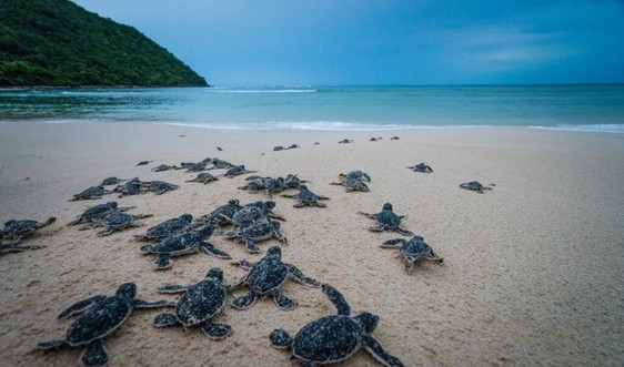 Bài dự thi "Cùng giữ màu xanh của biển": Nâng niu sự sống cho rùa biển