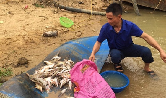 Nghệ An: Đang xác minh nguyên nhân cá chết ở sông Con