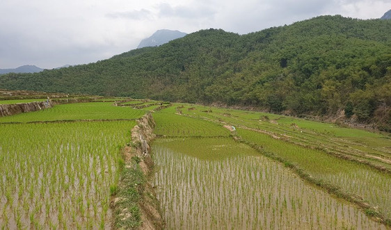 Thanh Hóa: Hỗ trợ gạo dự trữ Quốc gia cho công tác bảo vệ, phát triển rừng