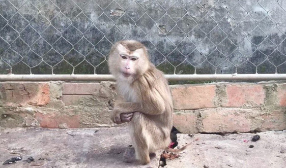 Bàn giao cá thể khỉ đuôi lợn quý hiếm cho Vườn Quốc gia Vũ Quang