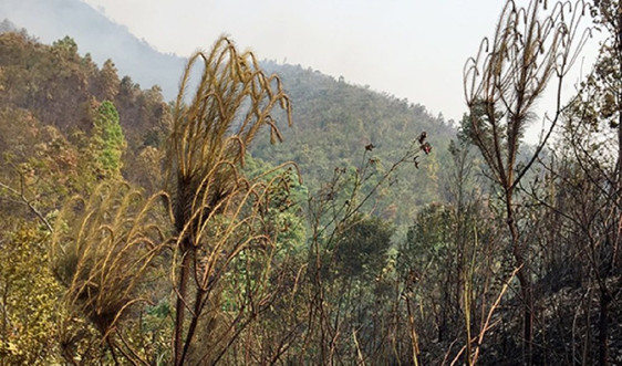 Sơn La: Liên tiếp xảy ra 2 vụ cháy rừng tại Thuận Châu