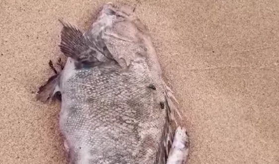 Nghệ An: Khẩn trương điều tra nguyên nhân cá chết ở biển Nghi Thiết