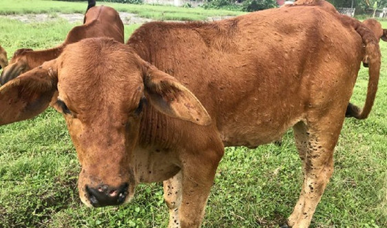 Nghệ An: Dịch bệnh gia súc lây lan khắp tỉnh