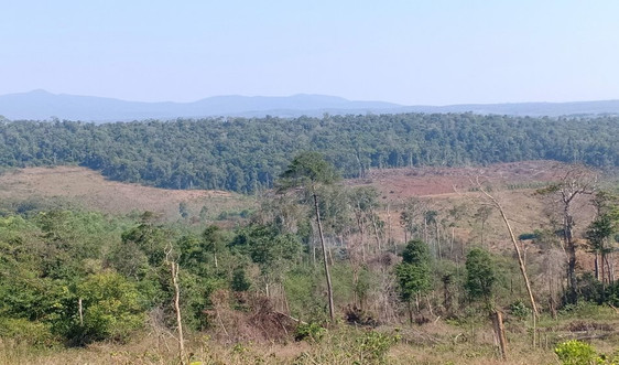 Đắk Nông: Đẩy mạnh công tác quản lý, bảo vệ rừng tự nhiên