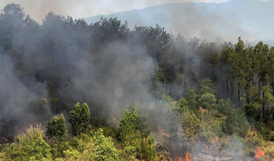 Quảng Nam: Hàng trăm người căng mình khống chế và dập tắt cháy rừng thông 