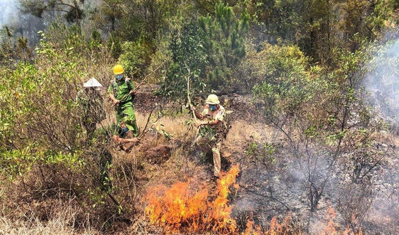 Quảng Nam: Điều tra và xử lý nghiêm các vụ cháy rừng vừa qua trên địa bàn