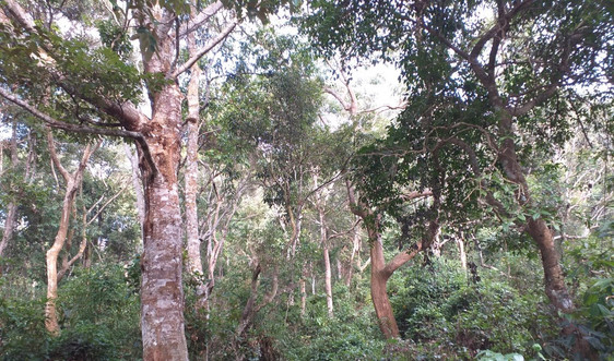 Điện Biên: Nâng cao quyền lợi, nghĩa vụ của bên cung ứng và sử dụng dịch vụ môi trường rừng
