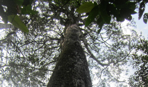 Khu Bảo tồn thiên nhiên Mường Nhé: Bám sát nhiệm vụ bảo vệ rừng và đa dạng sinh học