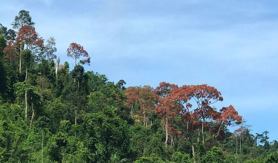Quảng Nam:  Ngăn chặn tình trạng khai thác “lộc rừng” kiểu tận diệt