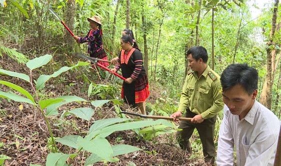 Mường Chà (Điện Biên): Đồng bào DTTS giữ rừng nhờ chính sách chi trả DVMTR 