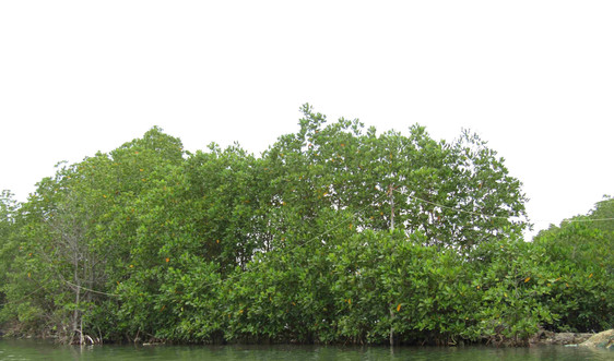 Bình Định quyết tâm bảo vệ những cánh rừng ngập mặn