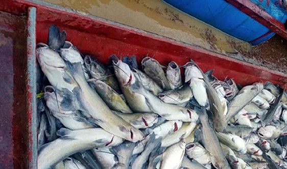 Sơn La: Thiệt hại 500kg cá lồng do mưa lũ