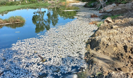Cá chết trắng trên sông Cổ Cò (Đà Nẵng) do thiếu oxy